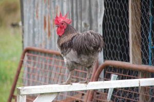 Australorp Blue Bantam Rooster from breeding stock