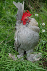 Belgian D’Uccle Grey Rooster
